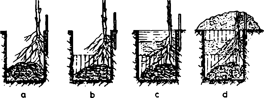 fazele de lucru la plantarea dudului sub forma de tufa