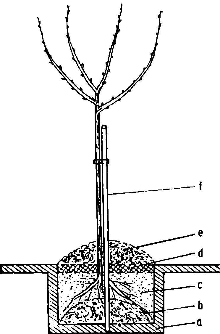 schema de plantare a dudului cu trunchi